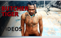 tiger