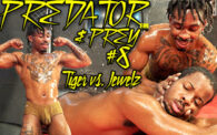 Predator & Prey 8: Tiger vs. Jewelz